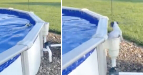 Clever Dog Found An Exit From The Pool So He Can Swim Whenever He Wants