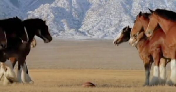Clydesdales Line Up For A Game Of Football When A ‘Streaker’ Runs Onto The Field