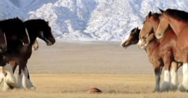 Clydesdales Line Up For Football Game When A ‘Streaker’ Runs Onto The Field