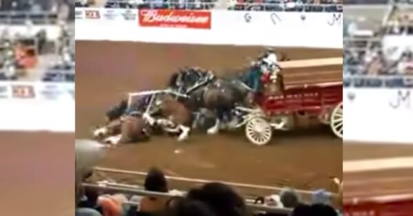 Clydesdales Tumble And Pile Up During A Show, And The Crowd Gasps In Unison
