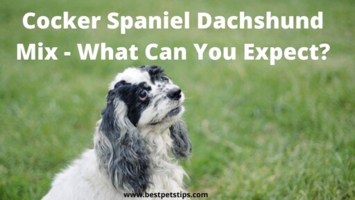 Cocker Spaniel Dachshund Mix – What Can You Expect?