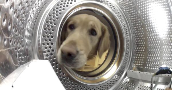 Concerned Golden Retriever ‘Rescues’ Her Favorite Toy From The Washing Machine