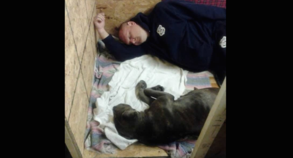 Cop Goes Above And Beyond The Call Of Duty For Pit Bull Being Beaten By Owner