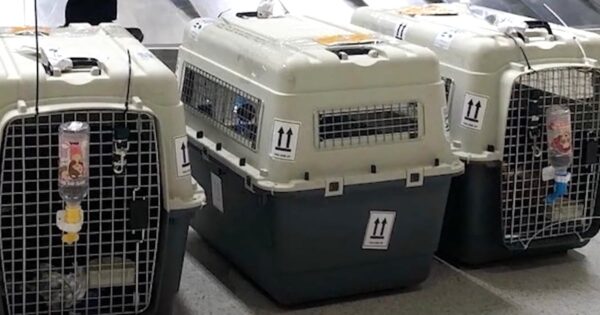 Couple Drives Thousands Of Miles To Adopt This Puppy — And He Was Waiting