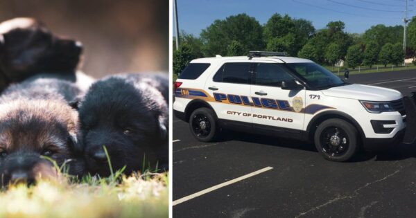 Couple Leaves Two-Week-Old Puppies In Cage To Bake In The Sun Without Their Mom