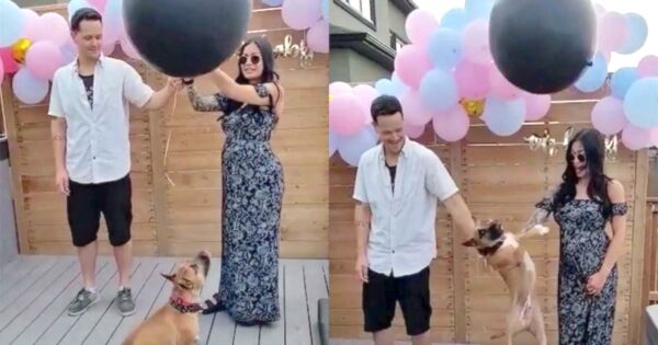 Couple Prepares Their Gender Reveal Balloon, And The Dog Ruins The Whole Thing