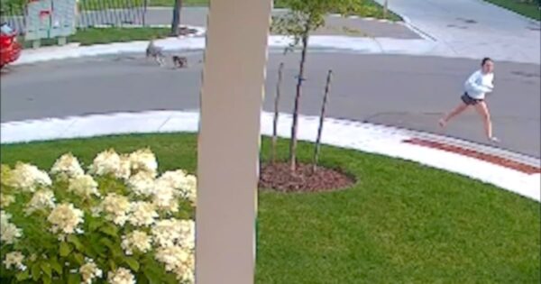 Coyote Chases After Yorkie And Girl, But Little Dog Turns Around To Fight Back