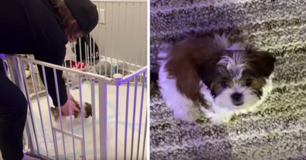 Dad Buys Pup $200 Playpen Only To Be Disappointed Moments Later