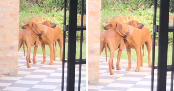 Dad Catches Dog Twins Locked In A Hug On The Back Patio