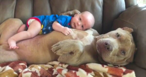 Dad Defends Decision To Let 1-Year-Old Son Cuddle With The Family Pit Bull