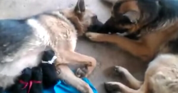 Dad Dog Comforts Mama After She Gives Birth To Four Puppies
