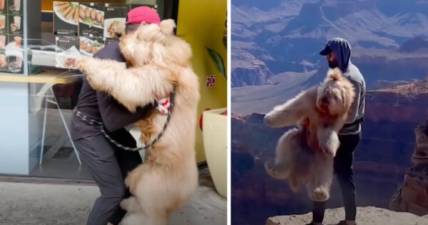 Dad Has To Carry Brody Whenever The Dog Sees Something ‘Scary’