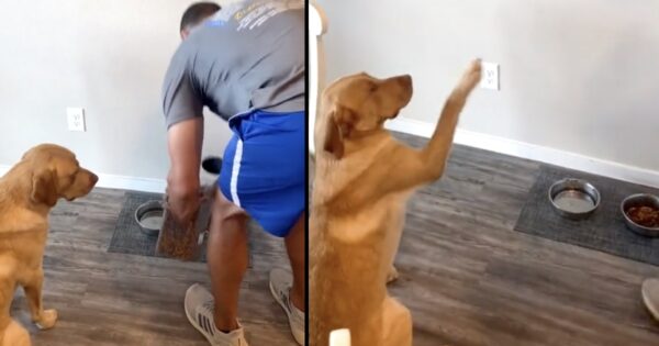 Dad Pours The Food, And There’s Only One Thing Left For The Dog To Do