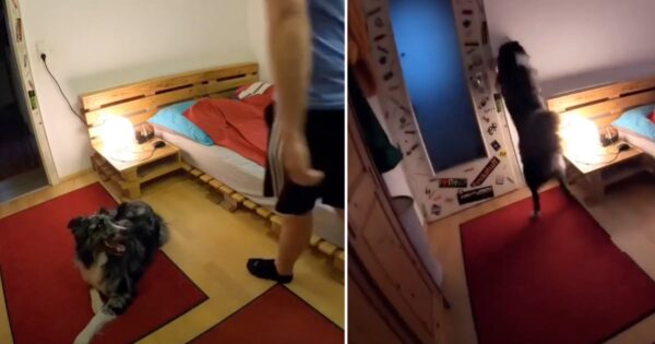 Dad Records When He Leaves, Sees Dog Hit The Lights And Tuck Into Bed