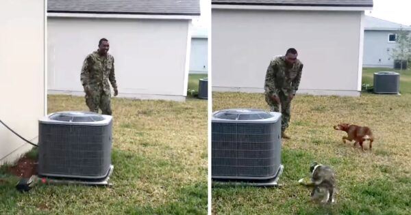 Dad Walks Around The Corner After 3 Month Deployment & The Dogs Are Taken Aback