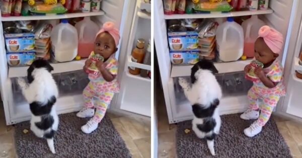 Dad Walks In On Partners-In-Crime Stealing Some Snacks From The Fridge