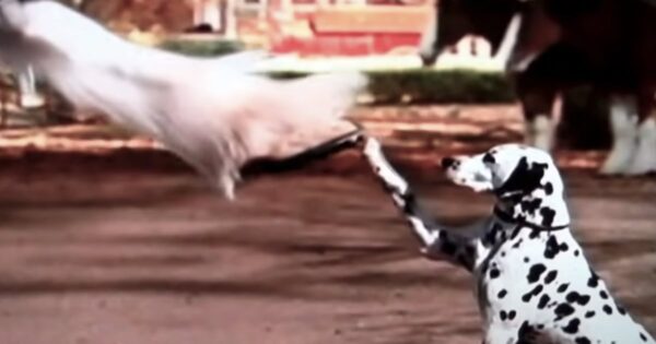 Dalmatian And Clydesdale Team Up To Earn The Horse A Spot Among The Best