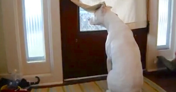 Deaf Dog Doesn’t Want To Miss Dad’s Homecoming, Takes His Spot By The Door