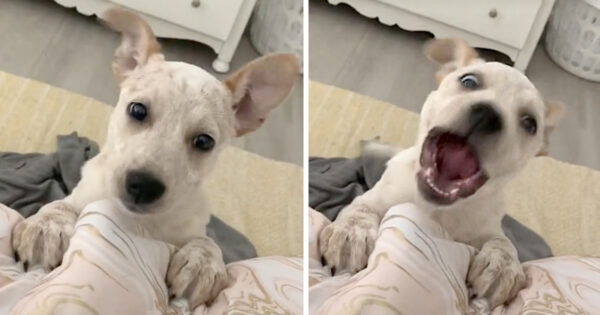 Deaf Dog Lets Out A Little Yip That She Considers Barking