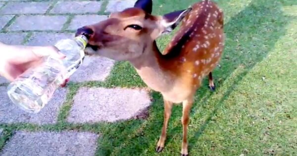 Deer Approaches A Man On A Hot Day Wanting Some Of His Water