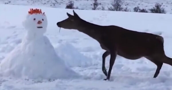 Deer Comes Across Snowman, Devours It Entirely