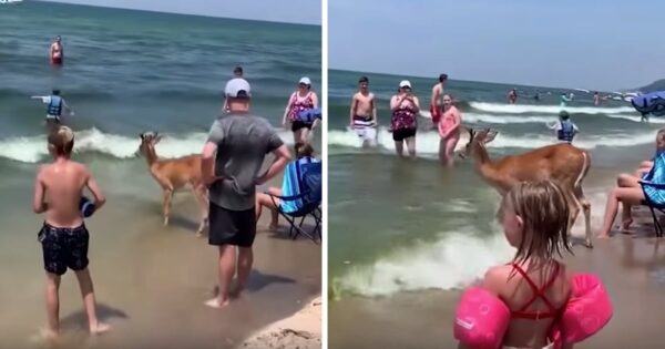 Deer Comes Out Of The Woods To Enjoy A Day At The Beach
