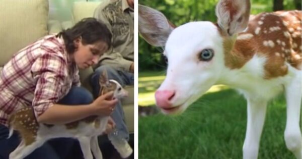 Deer Mom Rejects “Rare” White-Faced Fawn At Birth, But A Kind Woman Takes Him In