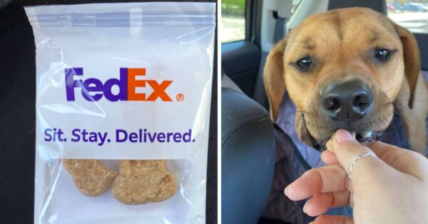 Delivery Driver Gives Dog A Package Just For Him