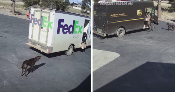 Delivery Drivers Work Around Package-Loving Guard Dog