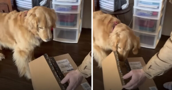 Devastated Golden Retriever Gets A Gift To Help Ease His Pain & Loneliness