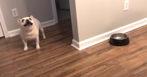 Dieting French Bulldog Lashes Out After A Laughable Breakfast