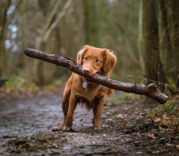 Dignissim Cras Tincidunt Lobortis