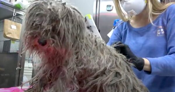 Dirty, Matted Stray Gets Haircut To Show Her Snow-White Fur Underneath