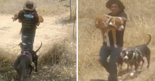 Disabled Dog Isn’t Left Out Of Playtime With The Others Thanks To Dad