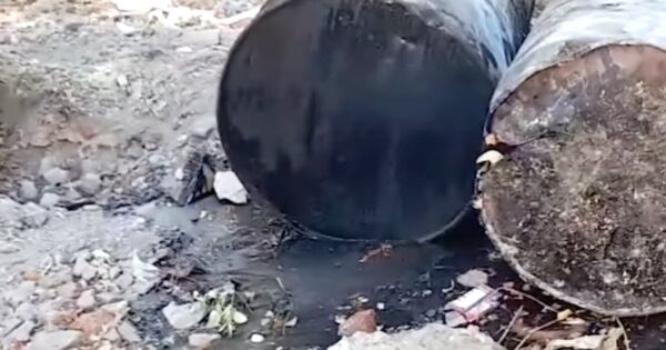 Discarded Barrels Of Oil Overturn Trapping Two Puppies In Tar