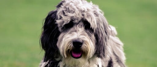 Aussiedoodle Dog Breed Complete Guide - AZ Animals