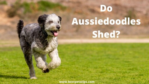 Do Aussiedoodles Shed? A Groomer’s Guide For Beginners