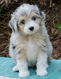 Exceptional Aussie Doodles has a selection of adorable Aussiedoodle puppies  for sale in Colorado. Visit our website … | Aussie puppies, Puppies, Cute  little puppies