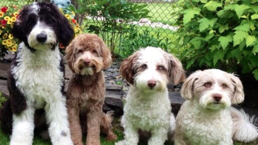 10 Things Only Aussiedoodle People Understand - The Dog People by Rover.com