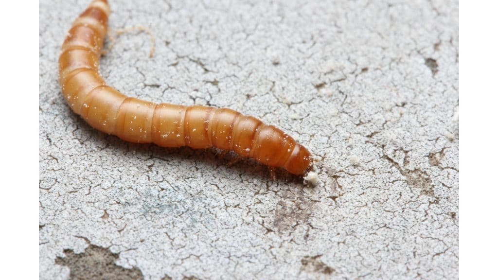 Mealworm