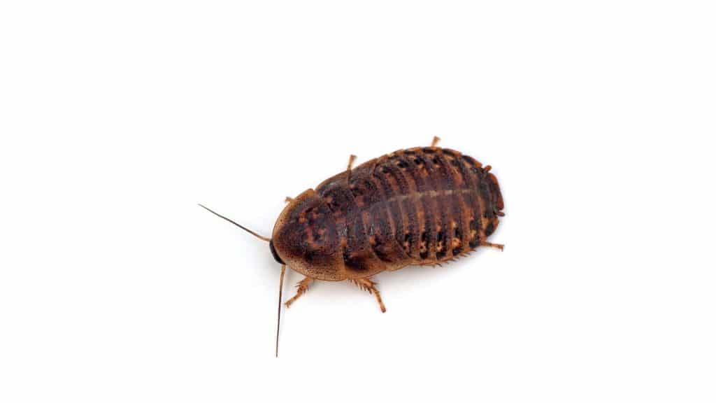 Dubia Roach