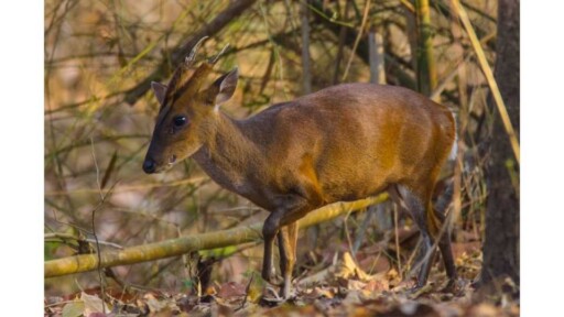 do deer eat pumpkins