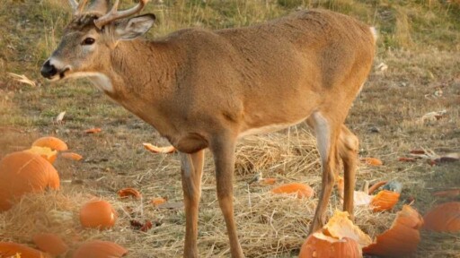 deer eating pumpkin