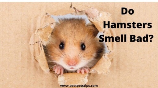 Do Hamsters Smell Bad? Learn How To Make Sure They Don’t
