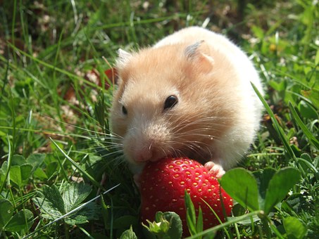 Hamster, Golden, Strawberry, Grass