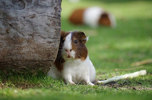Guinea Pig, The Animal, Hamster, Hair