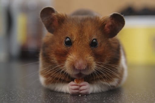 Hamster, Syrian Hamster, Golden Hamster