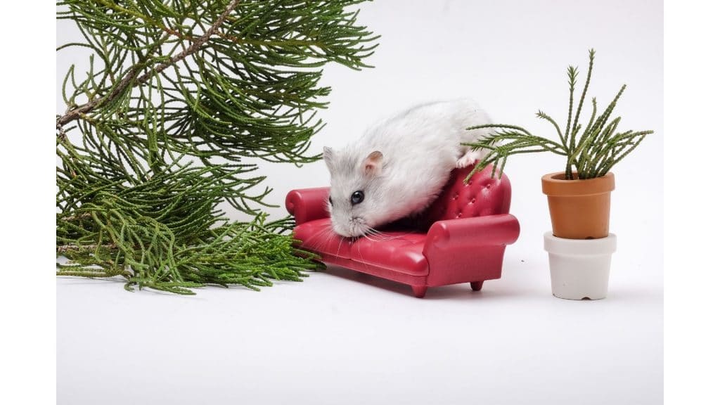 winter white hamsters