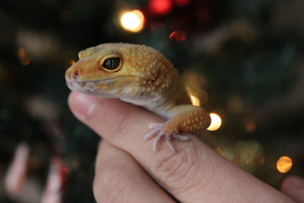 do leopard geckos have teeth