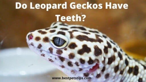 Do Leopard Geckos Have Teeth?